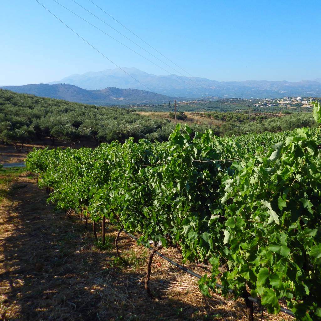 Klados vineyard